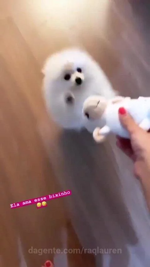 raqlauren's post preview (dog)