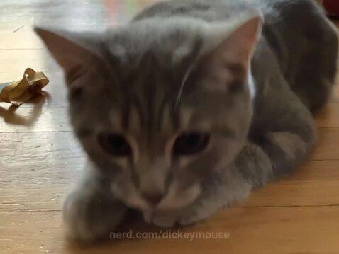 dickeymouse's post preview (cat)