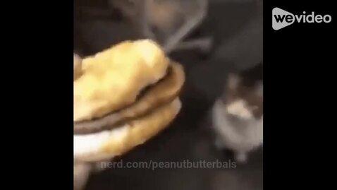 peanutbutterbals's post preview (cat)